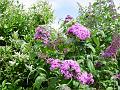 2008-0623_1105_Butterfly_Bush_18,2_C